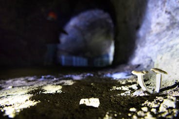 Des champignons poussent dans une galeire des Mines d'asphalte de la Presta ce mercredi 4 avril 2018 a Travers. Veritable or gris de la region qui fit la renommee industrielle du Val-de-Travers, le gisement d'asphalte fut decouvert en 1711 par le savant et medecin grec Eyrini d'Eyrinis, en excursion geologique en notre pays. L'asphalte est un minerai rare et precieux qui fut utilise des l'antiquite intervenant dans l'embaumement des momies egyptiennes, l'etancheification des constructions babyloniennes et des navires pheniciens ainsi que dans la fabrication de pave, route et place. Les mines d'asphalte de la Presta dont les galeries faisaient autrefois pres de 100 kilometres de longueur, sont situees au Val-de-Travers dans le canton de Neuchatel a Travers, ces mines ont ete exploitees de 1712 a 1986, elle peuvent se visiter d'avril a octobre.(KEYSTONE/Laurent Gillieron)