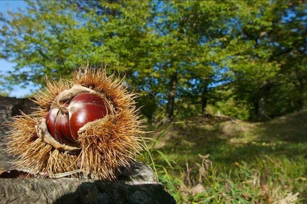 Una selva castanile in Valle di Muggio