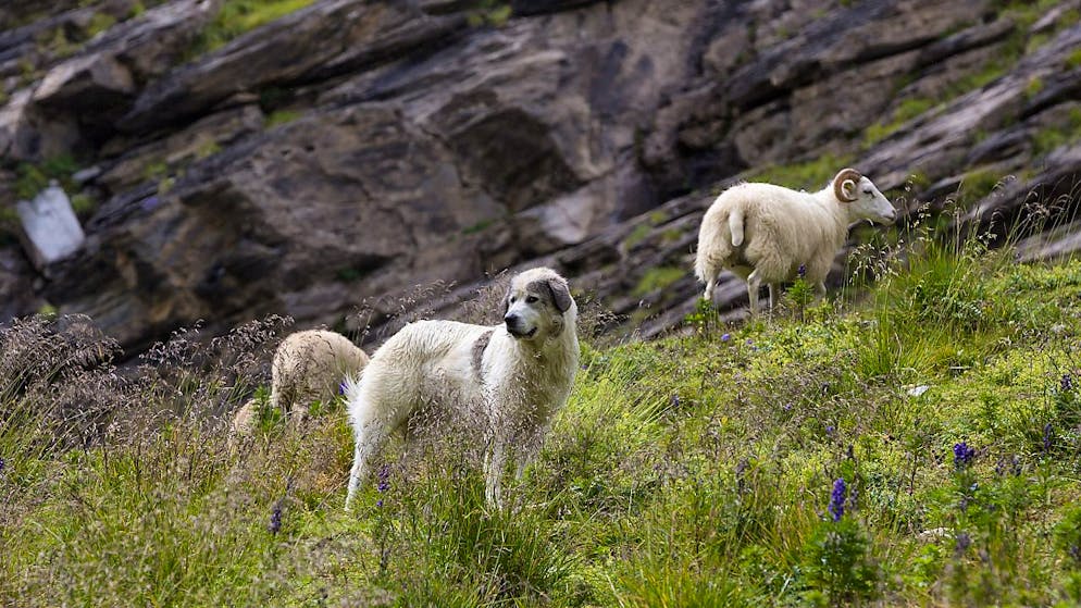 Un cane pastore sul Calanda nei Grigioni sorveglia un gregge di pecore. Si discute molto se questa misura sia effettivamente efficace. (foto d'archivio)