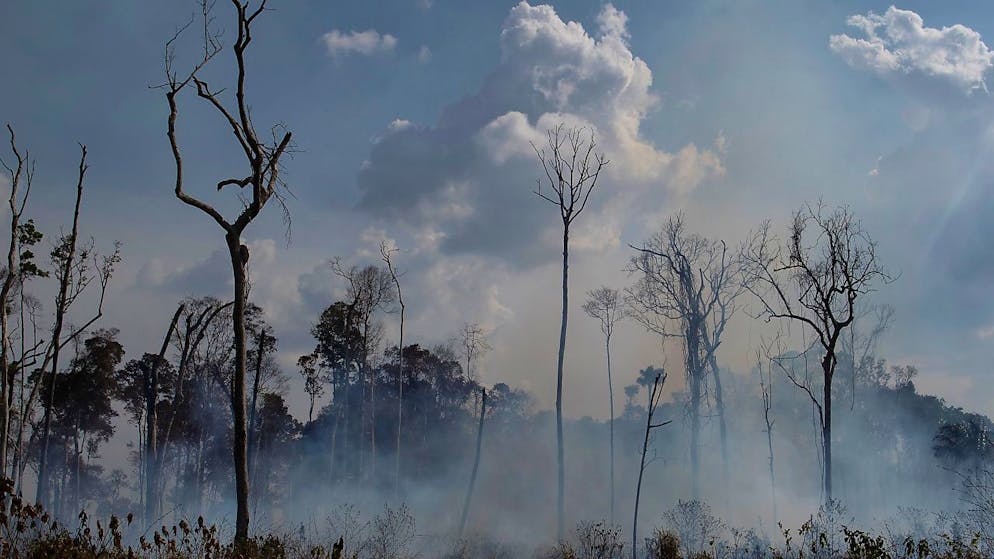 In Amazzonia sono andati persi 880 chilometri quadrati di foreste in un mese (foto d'archivio)