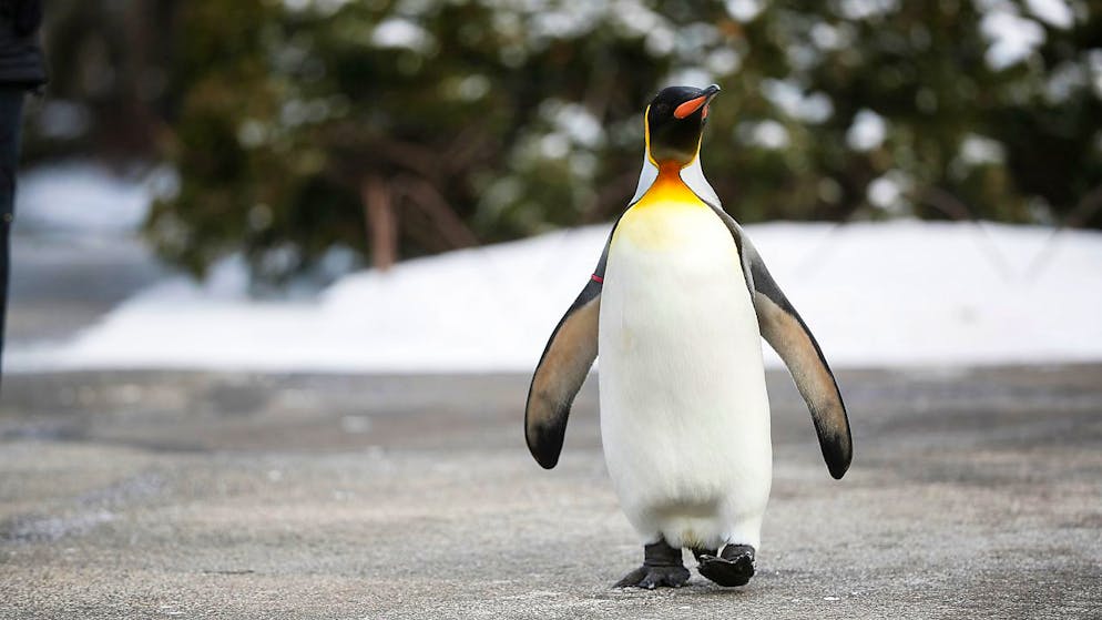 Un pinguino vaga da solo per 3000 km e arriva in Nuova Zelanda (immagine illustrativa)