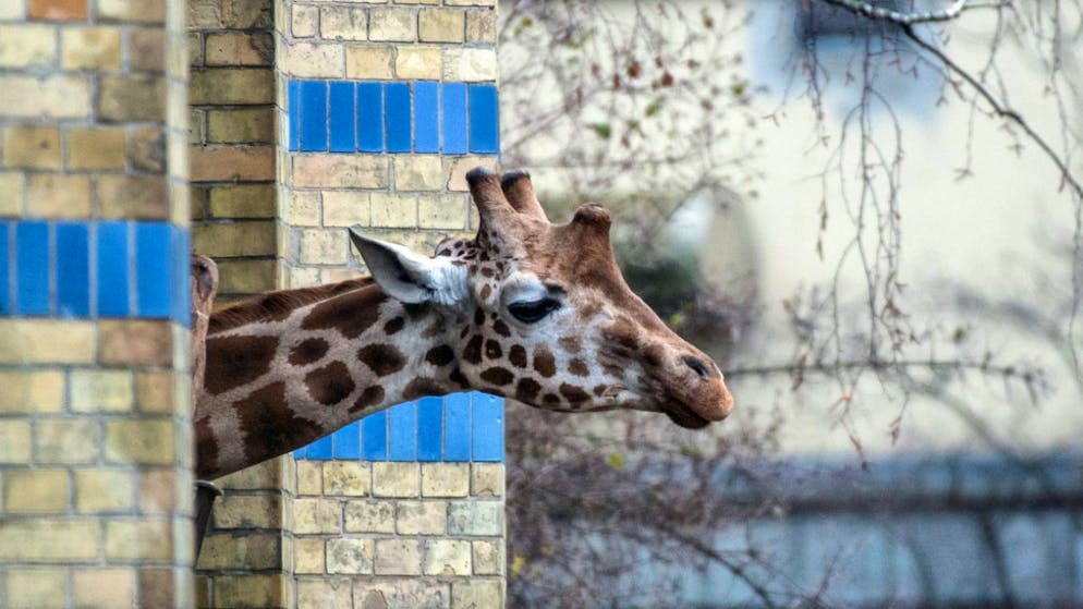 È morta la giraffa più vecchia del mondo (immagine illustrativa)