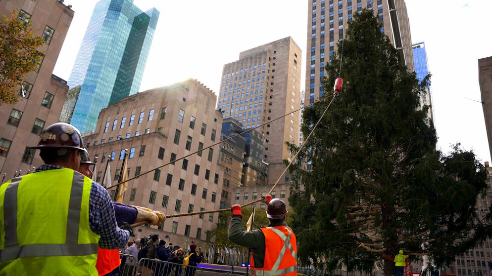 The 79-foot tall Rockefeller Center Christmas Tree arrives from Elkton, Md., is setup onto Rockefeller Plaza from a flatbed truck, Saturday, Nov. 13, 2021, in New York. New York City ushered in the holiday season with the arrival of the Norway spruce that will serve as one of the world's most famous Christmas trees. (AP Photo/Dieu-Nalio Chery)