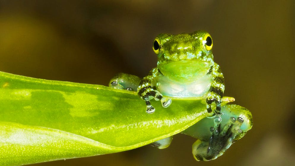 ABD0002_20211201 - WIEN - ÖSTERREICH: ++ HANDOUT ++ Ein Winkerfrosch im Tiergarten Schönbrunn. Forscher des Wiener Tiergartens haben gemeinsam mit US-Kollegen herausgefunden, dass Tiere mit höherem Testosteron-Spiegel bedrohlicher winken um dabei das Wahrnehmungssystem der Artgenossen ausnutzen. - FOTO: APA/TIERGARTEN SCHÖNBRUNN/DANIEL ZUPANC - ++ WIR WEISEN AUSDRÜCKLICH DARAUF HIN, DASS EINE VERWENDUNG DES BILDES AUS MEDIEN- UND/ODER URHEBERRECHTLICHEN GRÜNDEN AUSSCHLIESSLICH IM ZUSAMMENHANG MIT DEM ANGEFÜHRTEN ZWECK UND REDAKTIONELL ERFOLGEN DARF - VOLLSTÄNDIGE COPYRIGHTNENNUNG VERPFLICHTEND ++