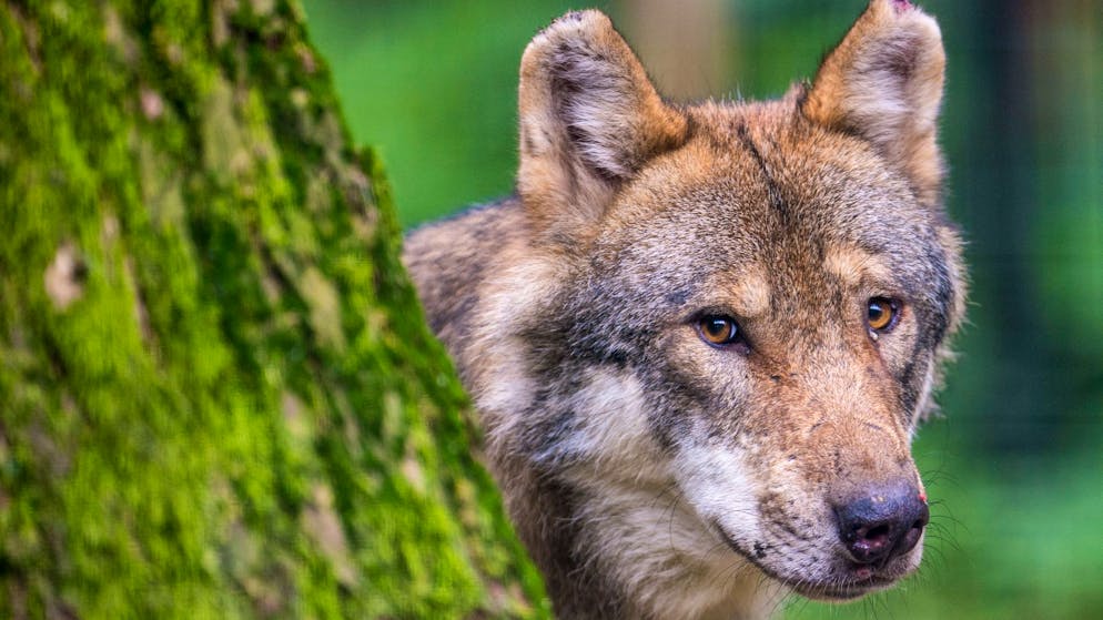 Watching wolf packs is a challenge for hunters in Switzerland.  (icon image)