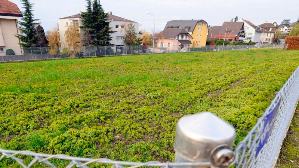 Un'area recintata dove verrà coltivato del grano OGM nell'ambito di una sperimentazione con questo tipo di piante.
