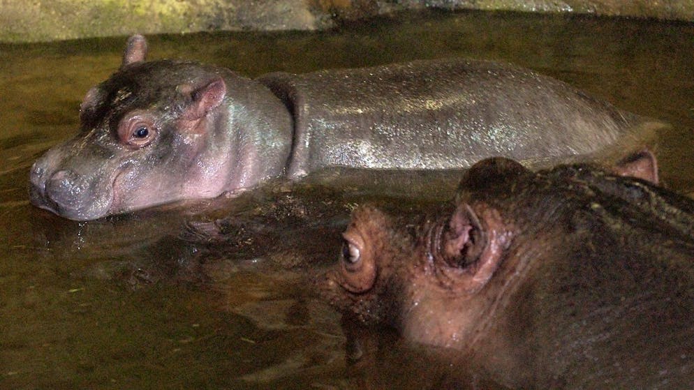 Des hippopotames atteints du Covid en Belgique: c'est une première pour cette espèce. Les deux animaux du zoo d'Anvers ont été placés en semi-confinement (Photo prétexte).
