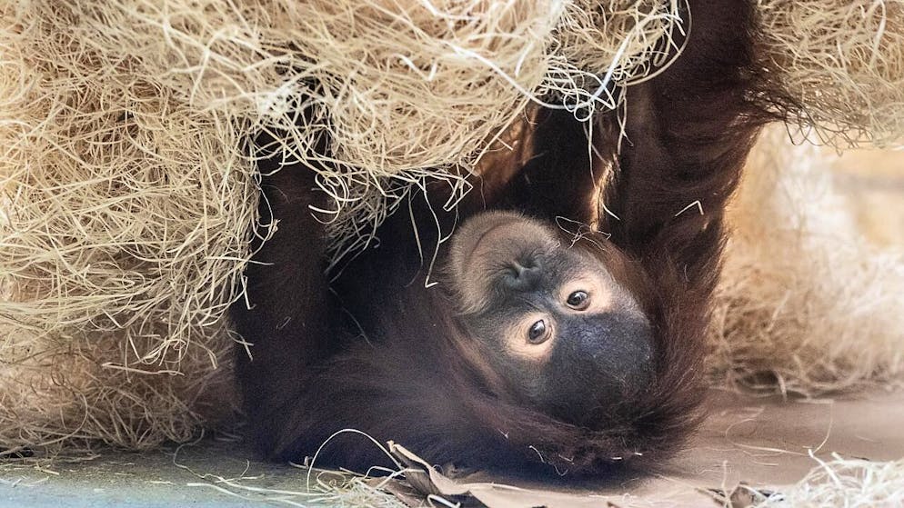 Les scientifiques ont recensé chez les orangs-outans en liberté et dans des zoos un total de 41 gestes et mimiques différents (archives).