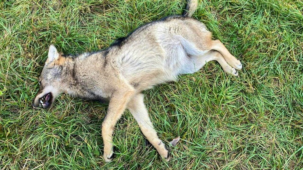 Selon la police valaisanne, l'enquête menée démontre que le loup retrouvé mort à proximité de la route cantonale dans le Bois de Finges fin novembre a été heurté par un véhicule.