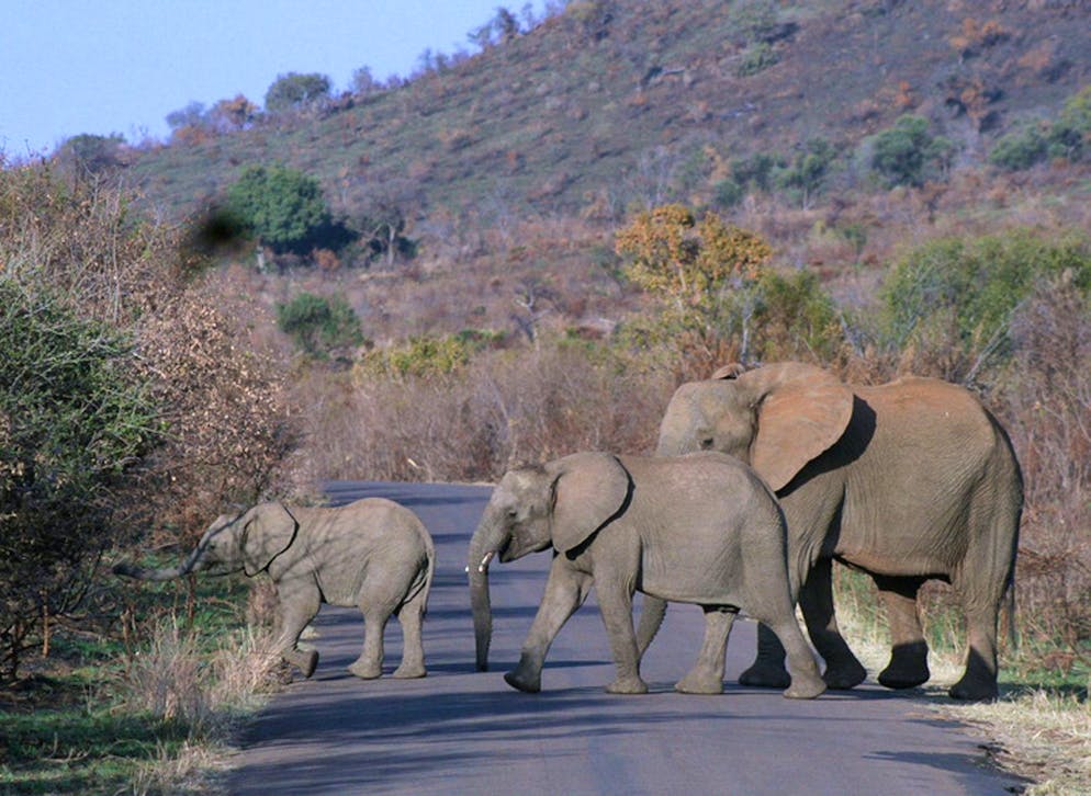 Alors que l'Afrique du Sud entre dans l'été austral, saison généralement la plus courue des touristes frigorifiés de l'hémisphère nord, les annulations pleuvent en raison de l'apparition du variant Omicron. (image d'illustration)