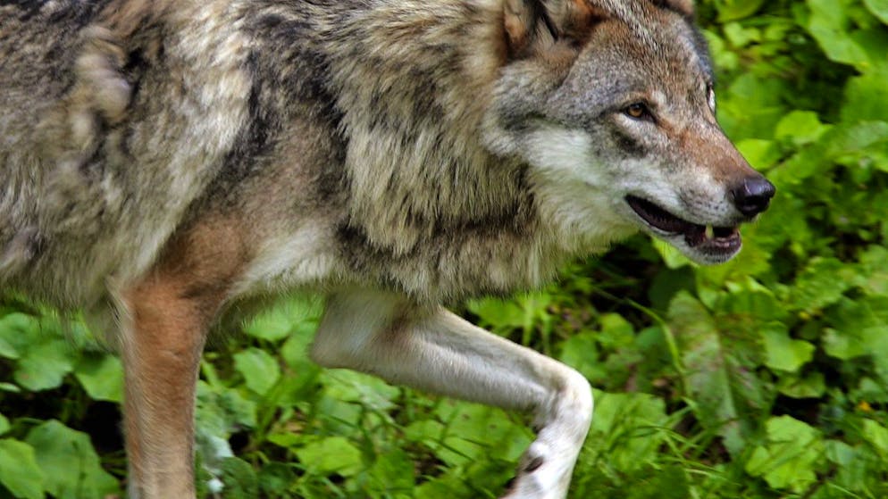 Durant le mois d’avril, un loup mâle (M159) a attaqué des moutons dans la région de Haut-Intyamon (photo symbolique).