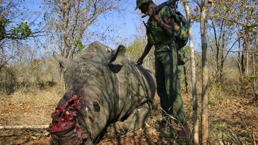 La population de rhinocéros en Afrique a été décimée par les braconniers pour alimenter ce commerce, interdit au niveau mondial depuis les années 1970.