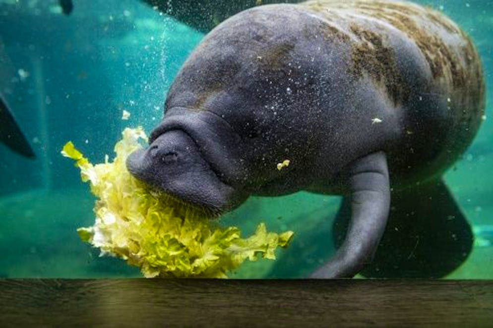 Un lamantin au zoo de Tampa, en Floride, le 19 janvier 2021