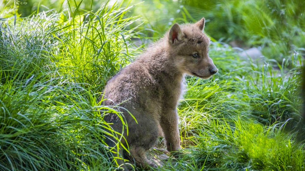 Il terzo lupacchiotto del branco del Beverin (Val Schons, GR) è stato abbattuto nella notte scorsa.