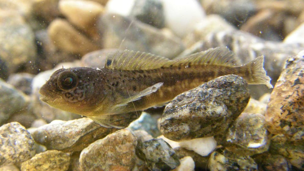 Una cagnetta del Verbano, pesce della famiglia blennidi (Blennius fluviatilis).