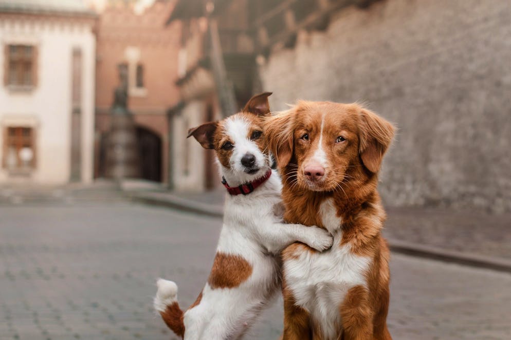 Réussir à rendre un chien heureux en ville passe par quelques mesures relativement simples.