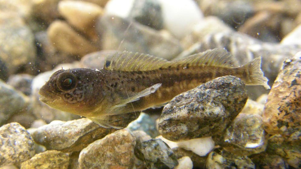 Les chercheurs ont eu quelques surprises lors de cet inventaire des poissons des lacs suisses: ils sont par exemple tombés sur cette cagnetta dans le lac Majeur, une blennie pas encore clairement identifiée.