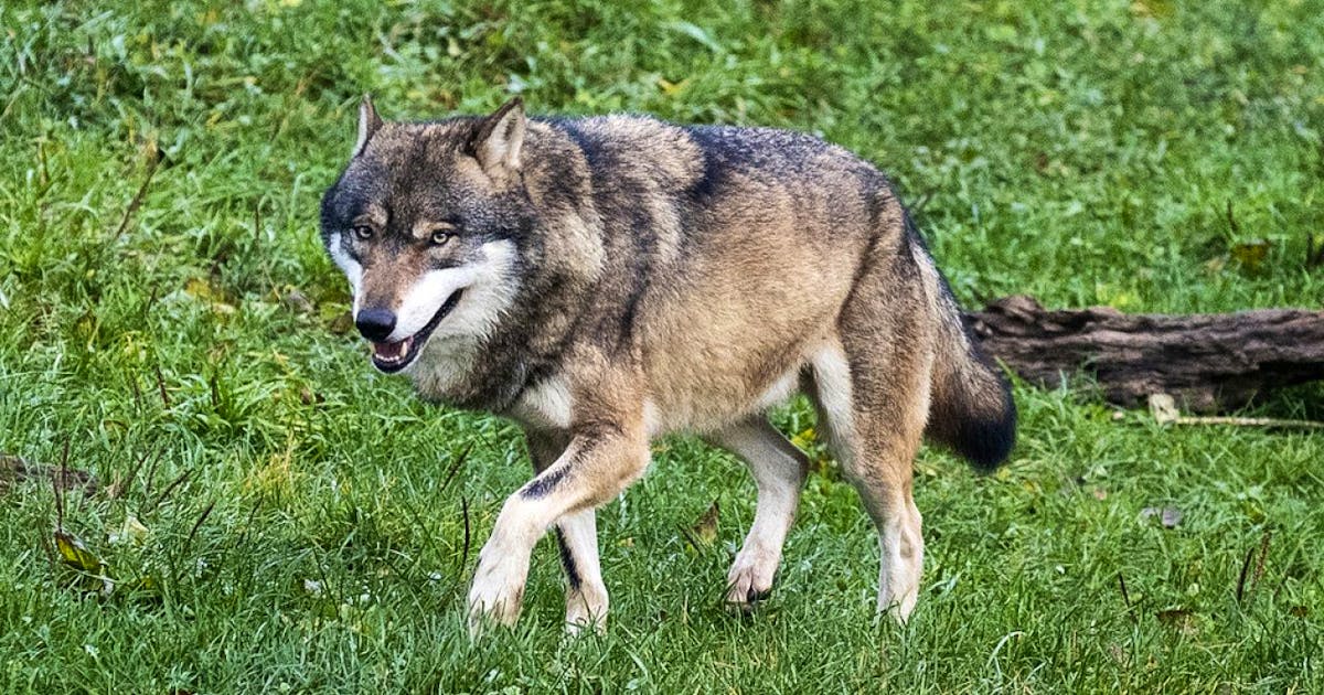 Natur Wolf tötet in Niedermuhlern acht oder neun Schafe blue News Natur Wolf tötet in Niedermuhlern acht oder neun Schafe blue News