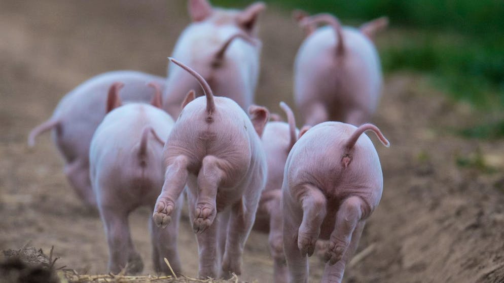 Tous les animaux de rente devront soit être détenus en stabulation libre, soit pouvoir sortir à l'air libre chaque jour. C'est l'objectif du contre-projet du Conseil fédéral (archives).