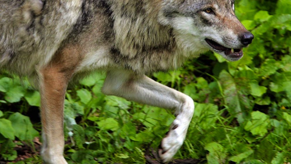 Un second loup a été retrouvé mort en Valais. Un premier individu avait été retrouvé sans vie dans le Bois de Finges après avoir été heurté par un véhicule fin novembre. L'autopsie de l'animal découvert samedi soir dans le Val d'Anniviers est en cours (image symbolique).