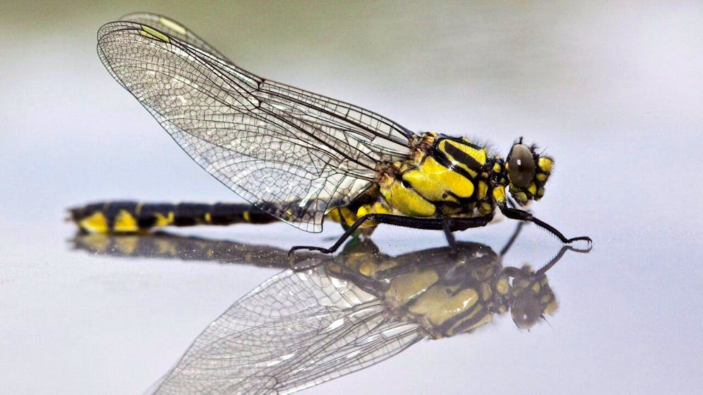 Una specie su tre è minacciata