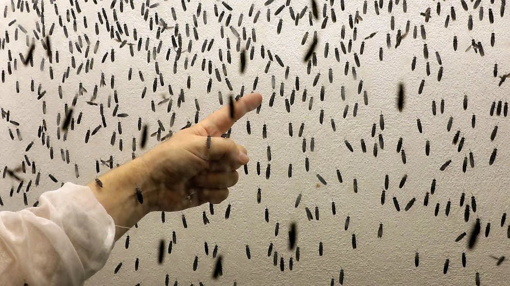 La société saint-galloise Bühler fournira au français Agronutris une installation complète pour l'élevage de mouches soldat noires destinées à l'alimentation animale (archives).