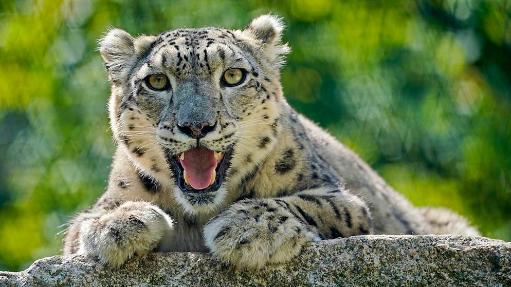 L'animal a créé la panique (Photo prétexte).
