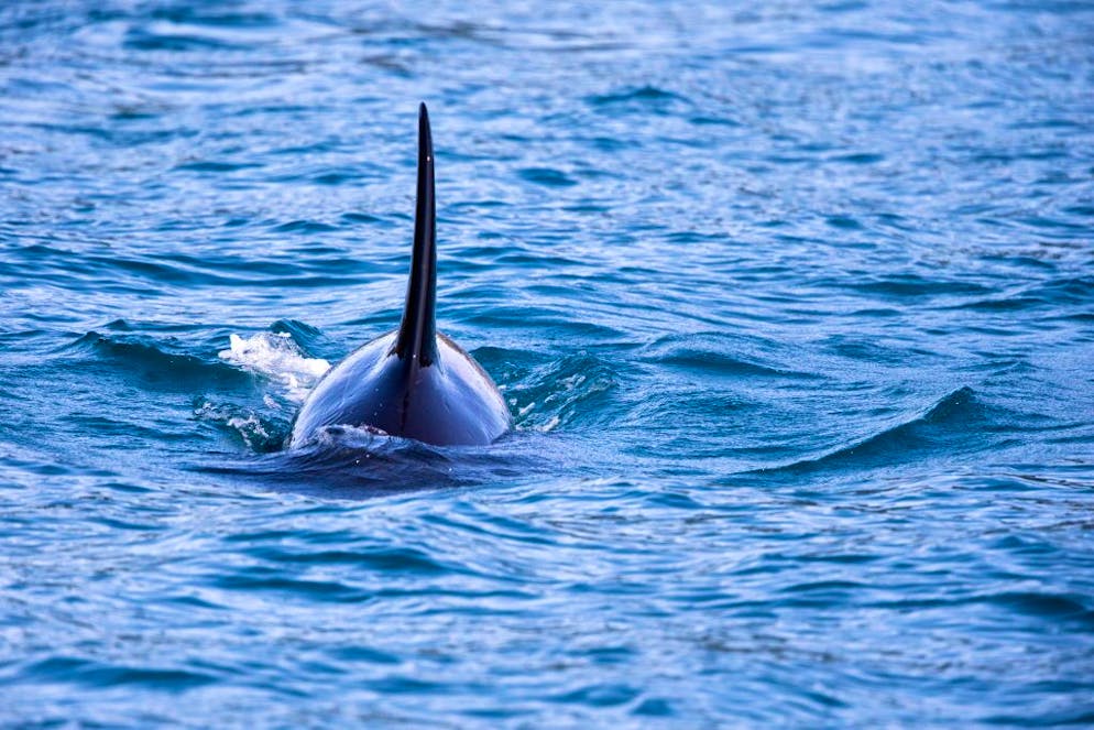 Les signalements, de plus en plus fréquents et septentrionaux, suggèrent que la redoutée «baleine tueuse» s'adapte au nouveau profil de l'océan Arctique, où la surface de la banquise se réduit dramatiquement. (image d'illustration)
