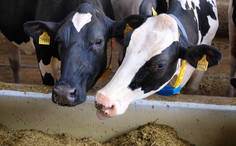 Trotz guter Gesundheit könnten Tausende Milchkühe vorzeitig geschlachtet werden.