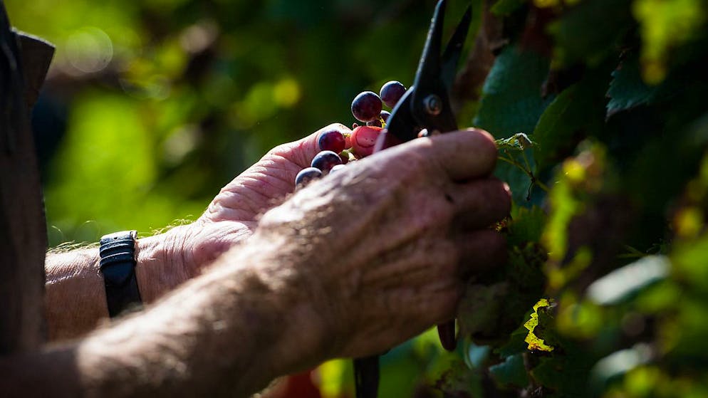 Dal Merlot al Pinot nero, dallo Chardonnay al Sauvignon, i vini europei hanno la loro culla nel Caucaso meridionale: il loro progenitore è un unico vitigno coltivato, al quale è seguita una lunga serie di incroci con le viti selvatiche europee.
