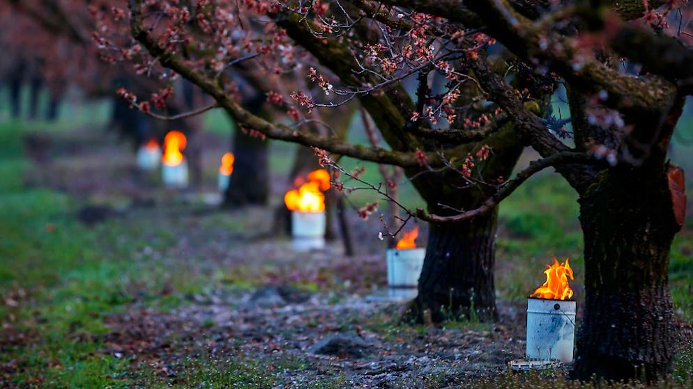 Fiamme per proteggere i fiori di albicocco dal gelo tardivo