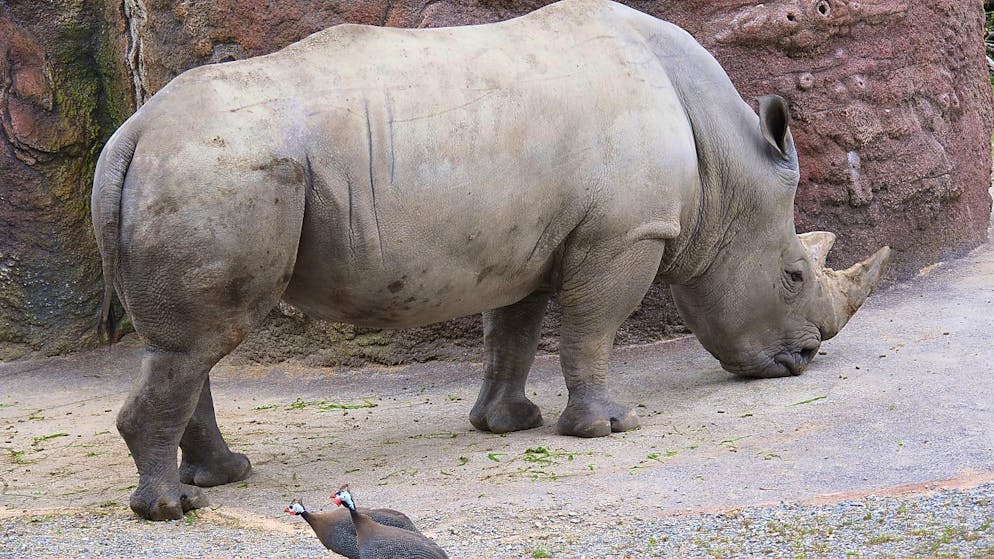 Kimba, un esemplare di rinoceronte bianco, ha ferito e ucciso una zebra allo zoo di Zurigo (foto d'archivio)