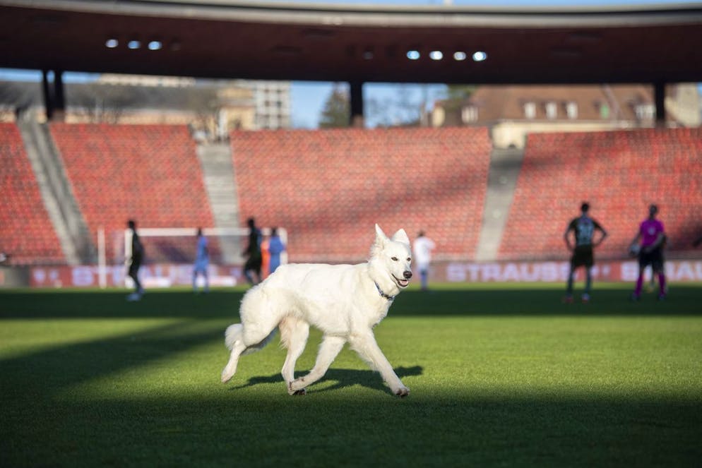 SPORT Chilla, le chien du président zurichois Ancillo Canepa, court sur la pelouse lors du match de championnat de football de Super League entre le FC Zurich et le FC Sion à Letzigrund le dimanche 21 février 2021 à Zurich.