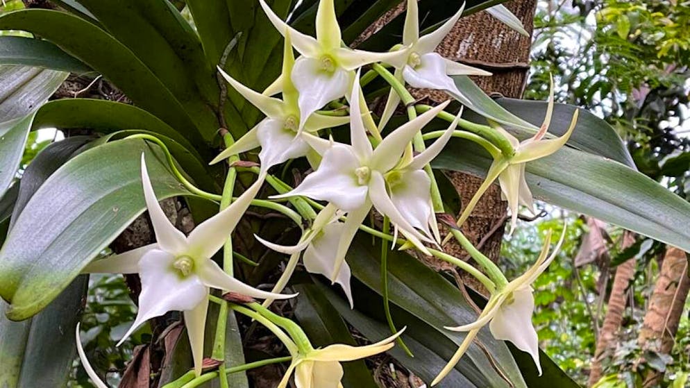 La Stella del Madagascar affascinò Charles Darwin