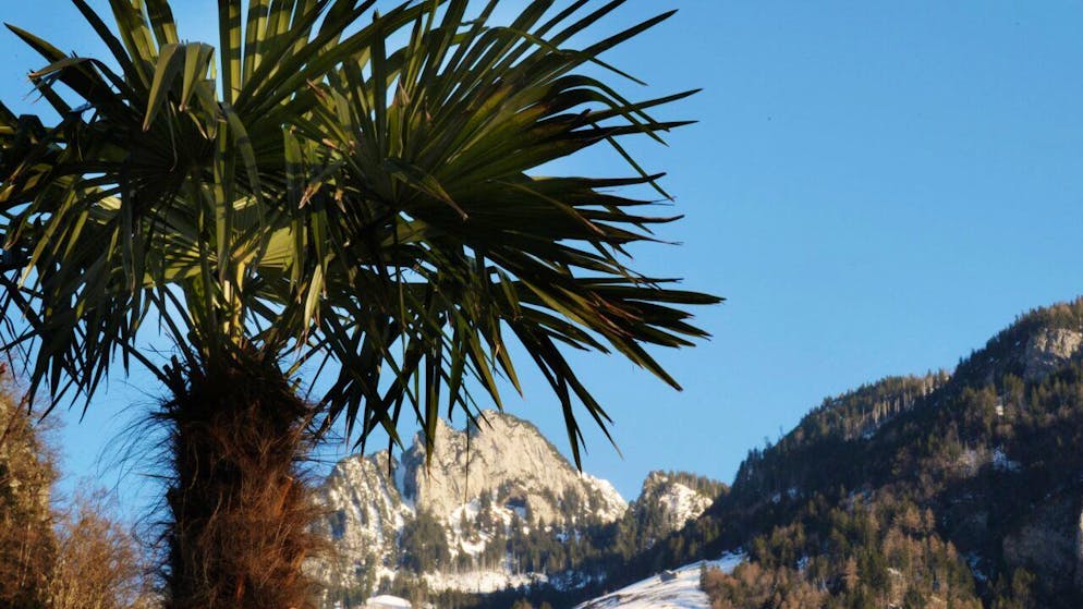 Alla vigilia dell'ultimo dell'anno temperature di 15 gradi e anche oltre in alcune località della Svizzera (foto d'archivio)