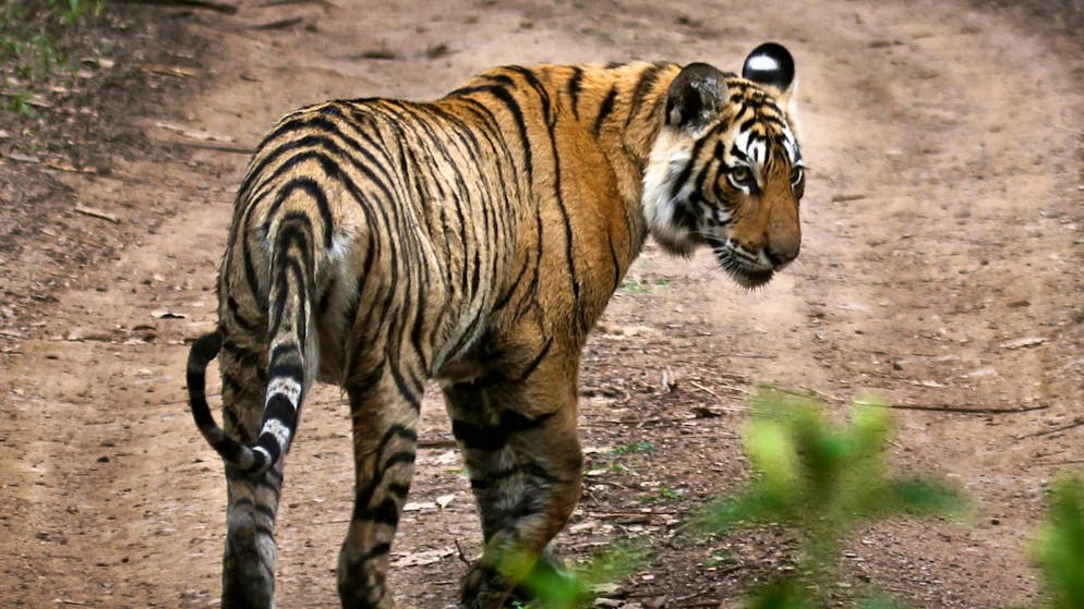 Selon Kartick Satyanarayan, fondateur de Wildlife SOS, les morts dues aux "conflits entre humains et animaux" augmentent en raison de "la fragmentation de l'habitat naturel du tigre."