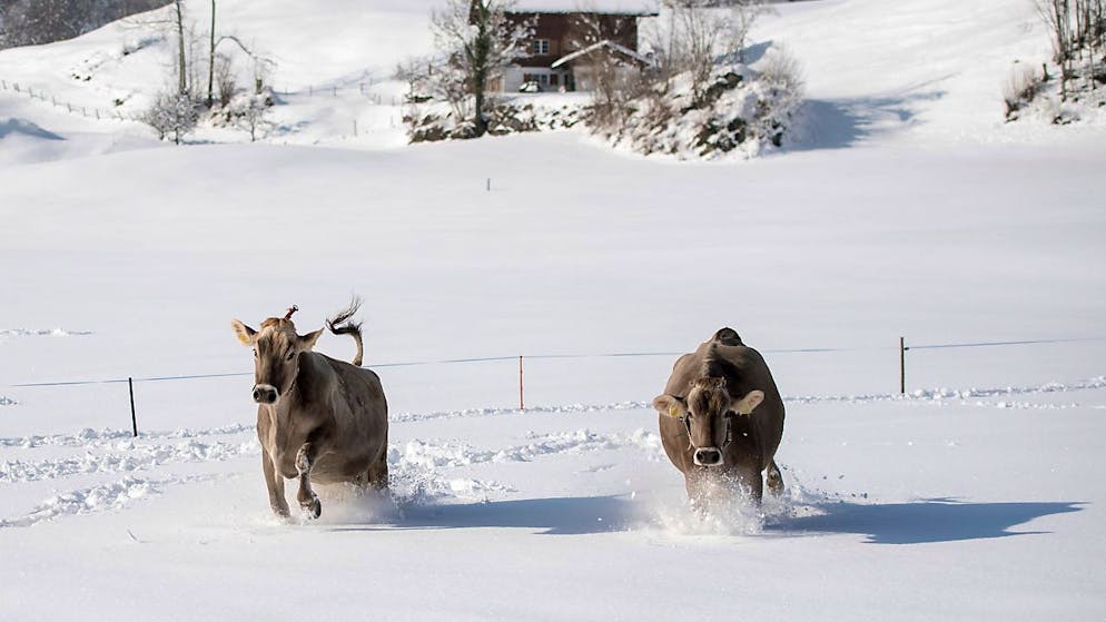 Da geht die Post ab: Kühe geniessen den Schnee in Kaiserstuhl OW. (Archivbild)
