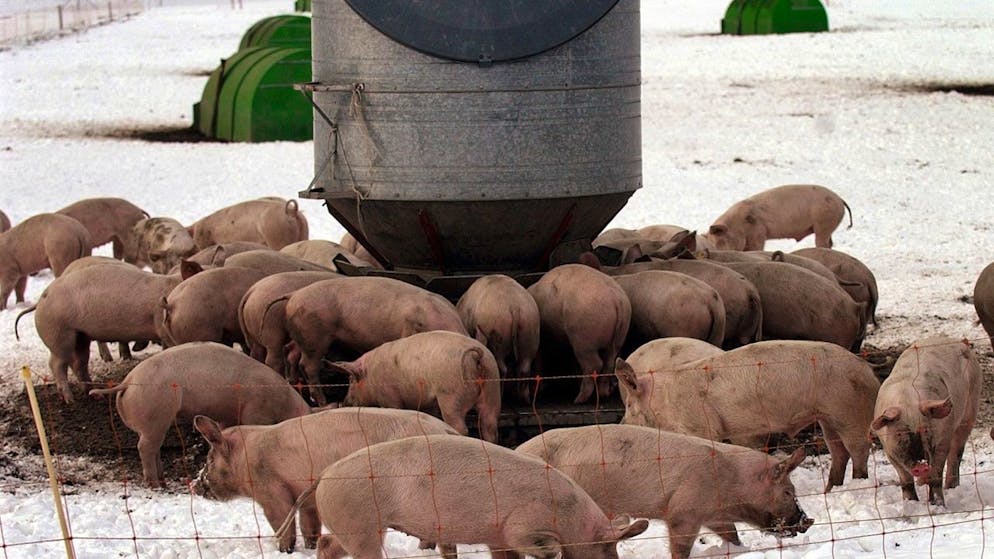 Auslauf in der Kälte: Schweine in Trimmis GR. (Archivbild)