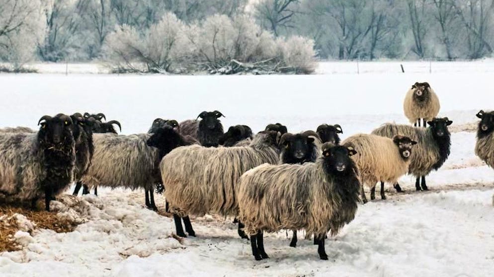 Bilder des Tages. Halb Euroopa friert. Diese Heidschnucken in Braunschweig jedoch lassen sich von den frostigen Temperaturen nicht beeindrucken. (13.02.2021)