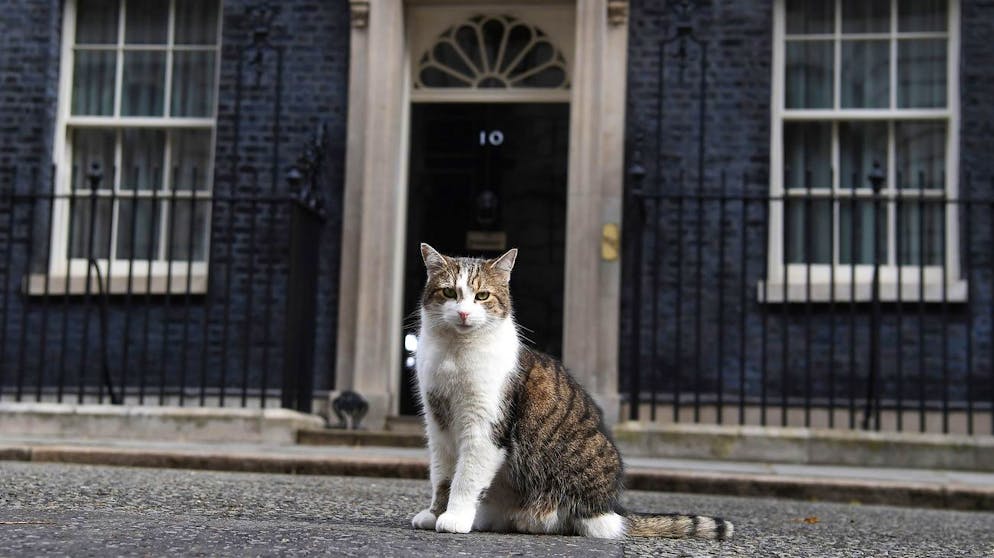 Briten feiern zehn Jahre Chef-Mausefänger Larry. «Chief Mouser to the Cabinet Office»: Zehn Jahre «arbeitet» Kater Larry nun schon als Chef-Mausefänger in der Downing Street No. 10.