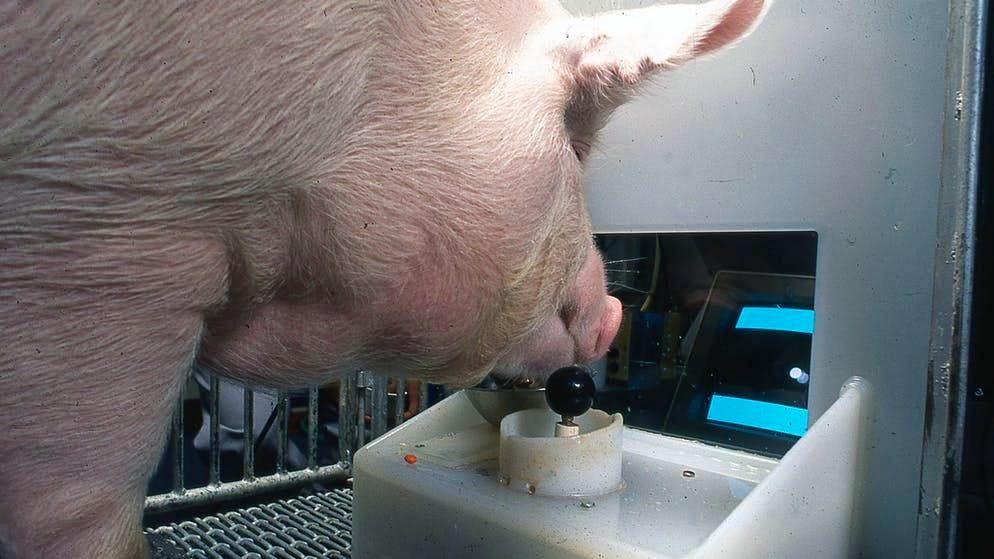 Ein Schwein spielt für die Wissenschaft.
