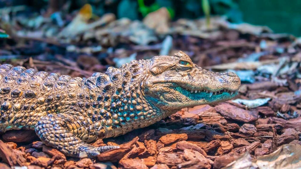 Die zwei Breitschnauzenkaimane im Zoo Zürich sind mittlerweile im gebärfähigen Alter - bis Nachwuchs kommt, kann es jedoch noch ein bisschen gehen.