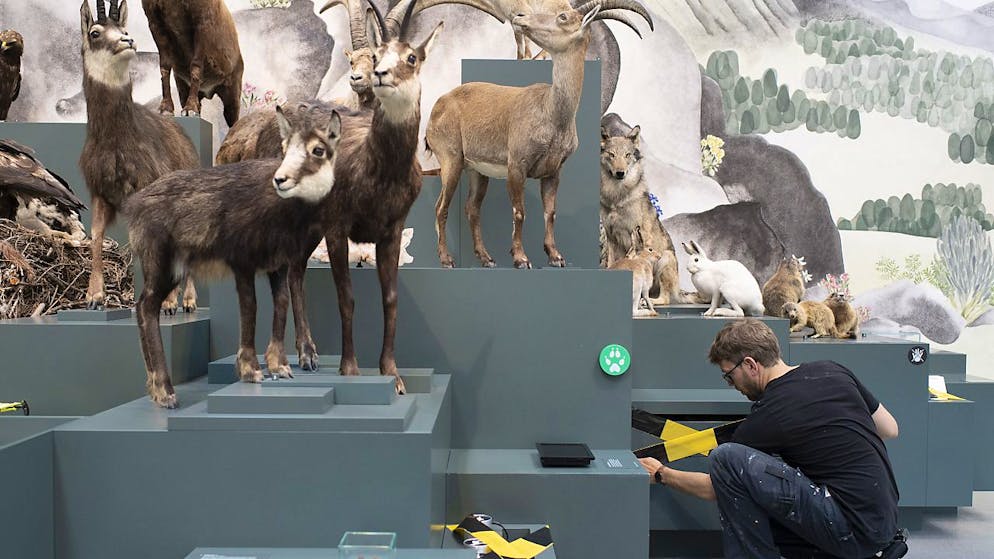 Die St. Galler Regierung will sich beim Bund für eine Lockerung der Coronamassnahmen einsetzen, etwa für Theater oder Museen wie hier das Naturmuseum St. Gallen (Archivbild).