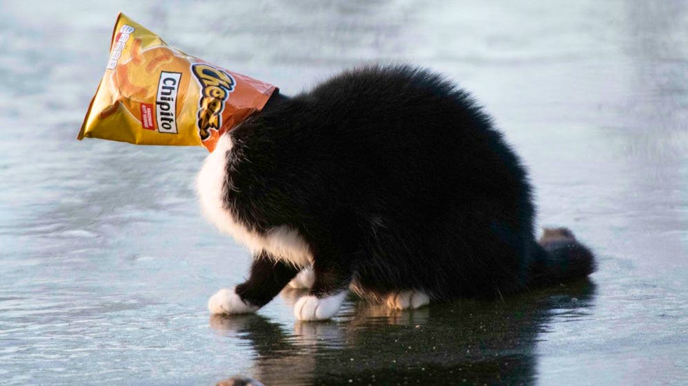 Leben und Sterben am Wasserloch. Im flandrischen Bokrijk hat sich eine Katze in eine mehr als missliche Lage gebracht: Mit dem Kopf in einer Chipstüte steckend, geriet sie auf das brüchige Eis eines zugefrorenen Sees.