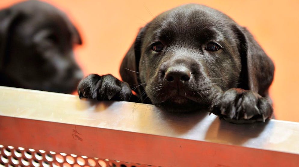 A seven weeks old guide dog puppy looks at visitors during the open house at the guide dog school in Brenles, western Switzerland, Sunday, september 6, 2009. (KEYSTONE/Simone Zimmerli)