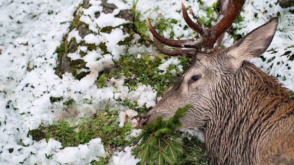Vani i tentativi di sedare l'animale per riportarlo in natura (foto d'archivio).