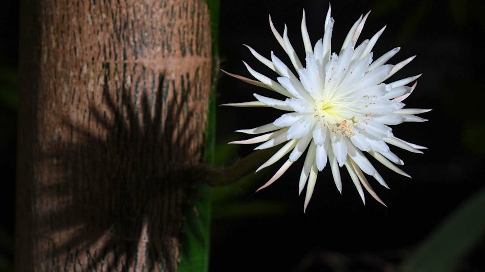 Die seltene amazonische «Mondblume» erblüht im Botanischen Garten der Universität Cambridge. Foto: Joe Giddens/PA Wire/dpa