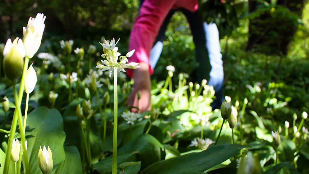 Confusingly similar. How to distinguish wild garlic from highly poisonous plants