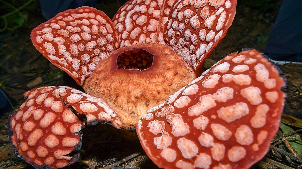 Die Rafflesia Cantleyi-Blume blüht im Chabang Tongkat Forest Reserve. Foto: Shahuri Saidi/BERNAMA/dpa