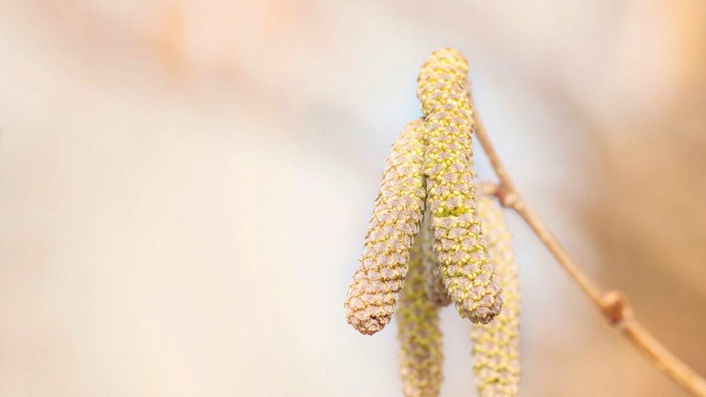 Die derzeit milden Temperaturen haben die Haselkätzchen spriessen lassen. Diese entlassen ihre Pollen in rauen Mengen in die Luft. Zum Leidwesen der Allergiker.